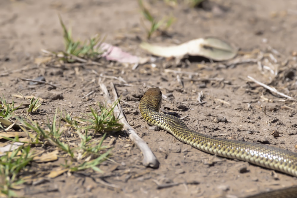 brown snake on dirt