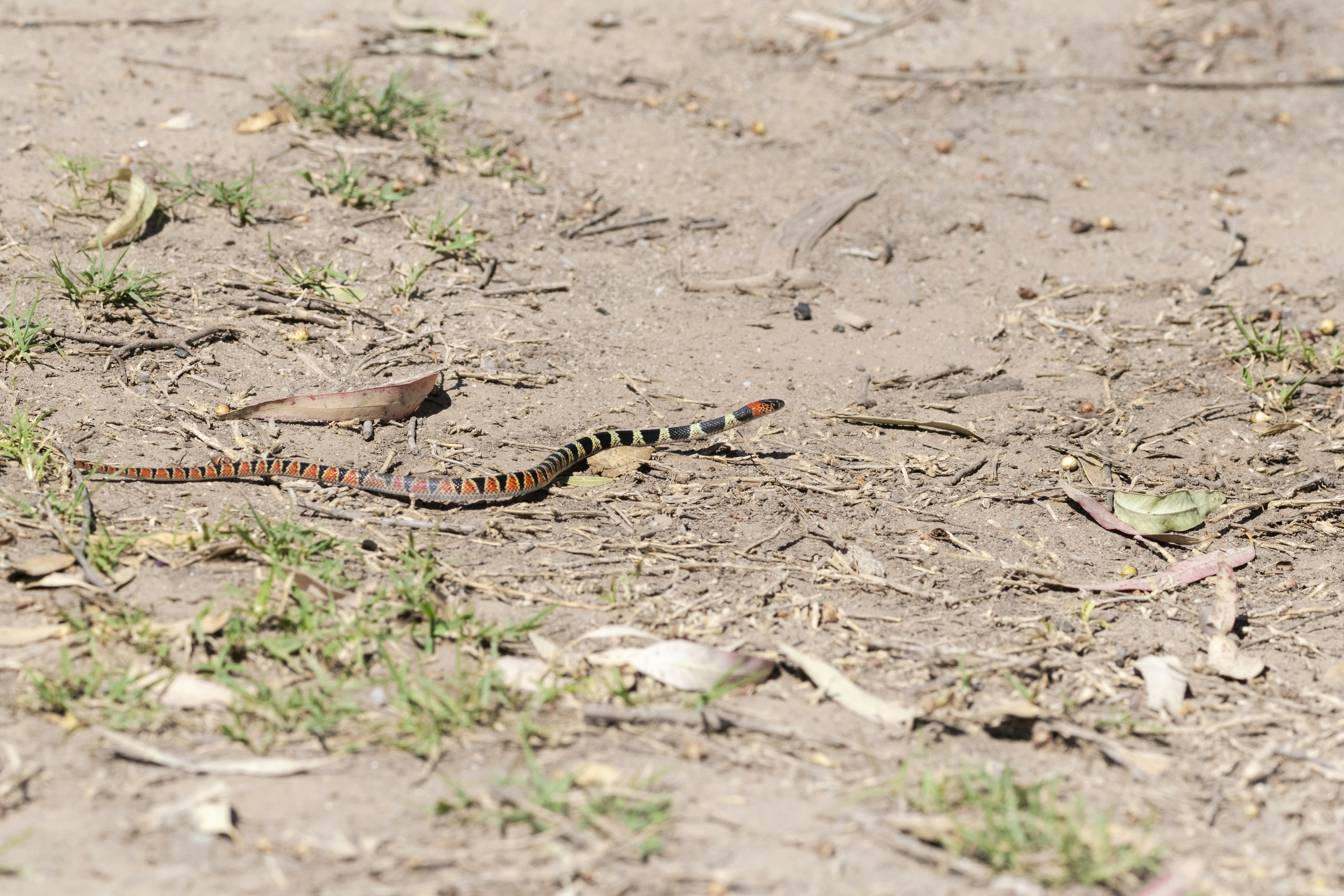 brown and black snake on ground
