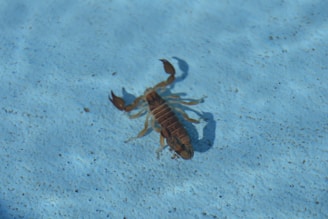 A dark brown scorpion is observed on a light blue textured surface, possibly underwater. The creature's shadow is visible, indicating direct lighting from above. The light creates a distinct contrast between the scorpion and the surface.