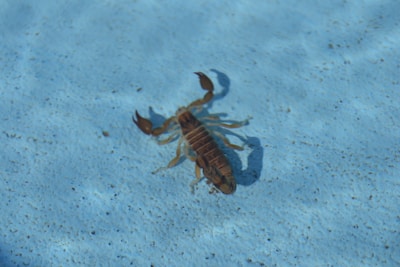 A dark brown scorpion is observed on a light blue textured surface, possibly underwater. The creature's shadow is visible, indicating direct lighting from above. The light creates a distinct contrast between the scorpion and the surface.