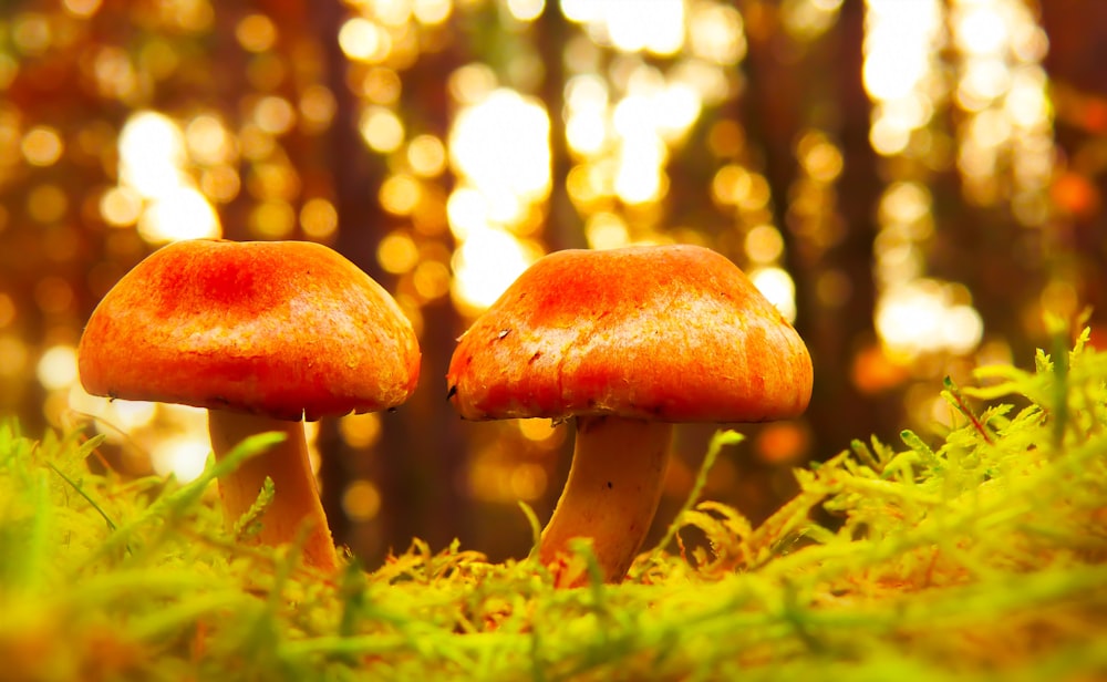 two orange mushrooms