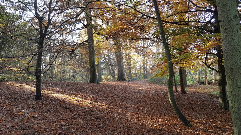 forest on grass field