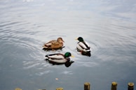 Three ducks swim peacefully in a calm body of water. Two of the ducks have vibrant green heads with yellow beaks, while the third duck has a speckled brown appearance. Gentle ripples spread across the water's surface, and part of a wooden fence is visible in the lower foreground.
