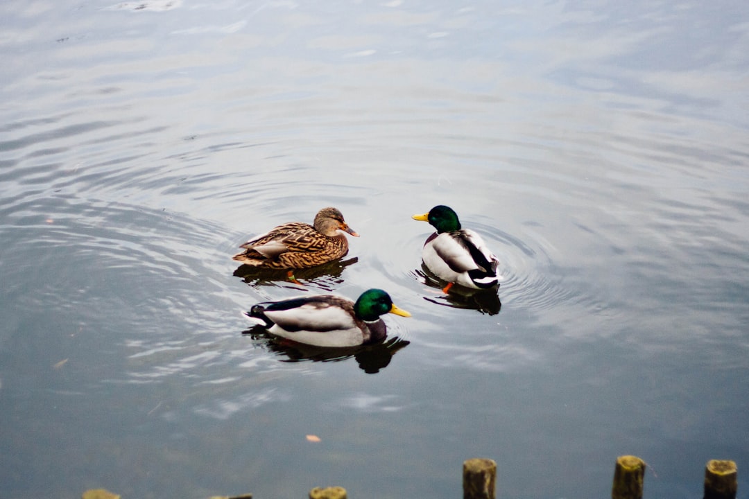 three ducks on water