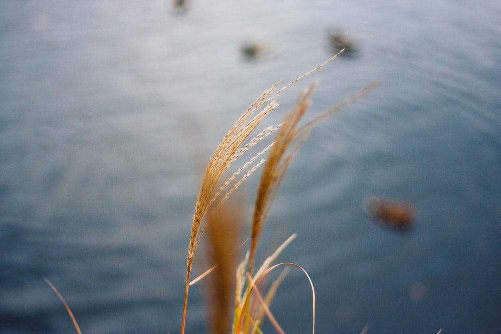 brown-leafed plant near body of water