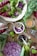 An arrangement of fresh vegetables and whole spices on a rustic wooden surface. There are whole brussels sprouts, chopped purple cabbage, leafy greens, and a halved cabbage head. Small jars hold various seeds and spices, including mustard seeds and black peppercorns, and a metal garlic press is visible.