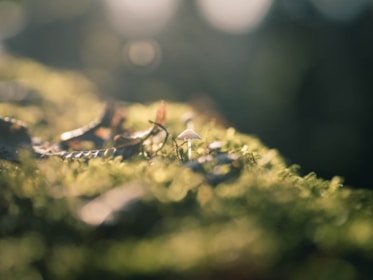A serene scene of reishi mushrooms nestled among green leaves with soft morning light.