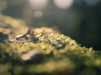 A serene scene of reishi mushrooms nestled among green leaves with soft morning light.