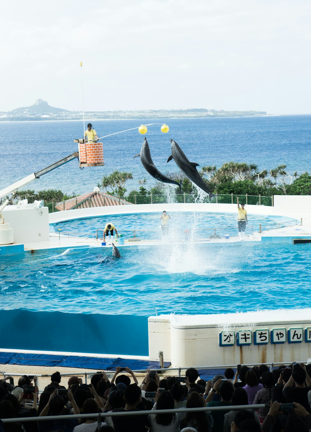 Personas de pie cerca de los delfines