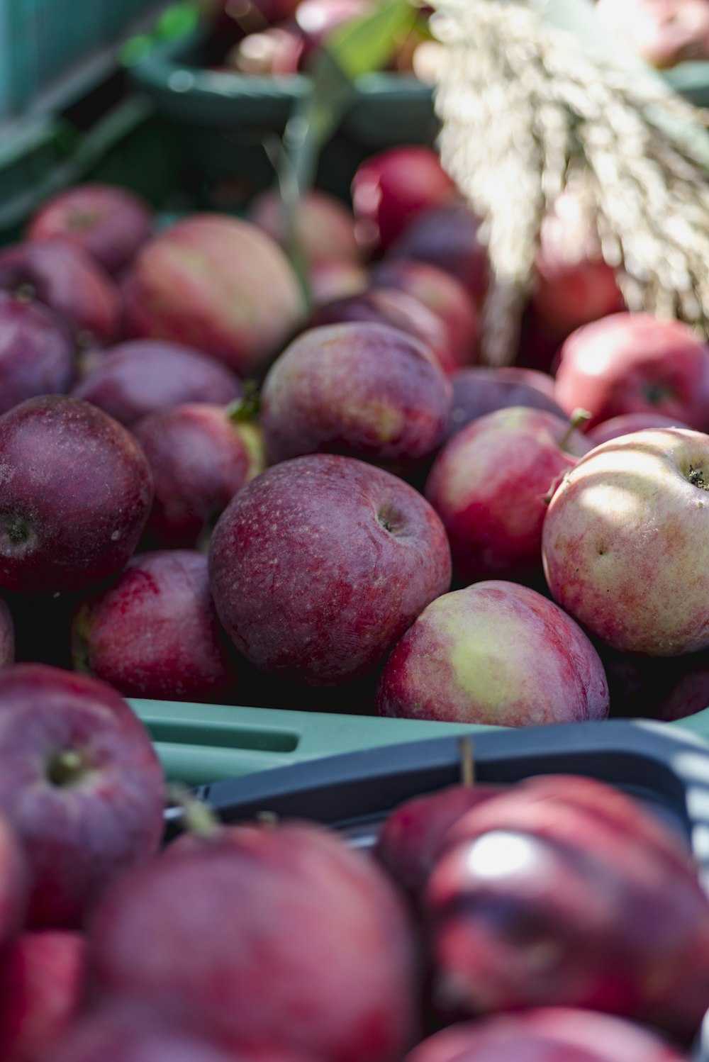 frutas vermelhas redondas na bandeja ao ar livre