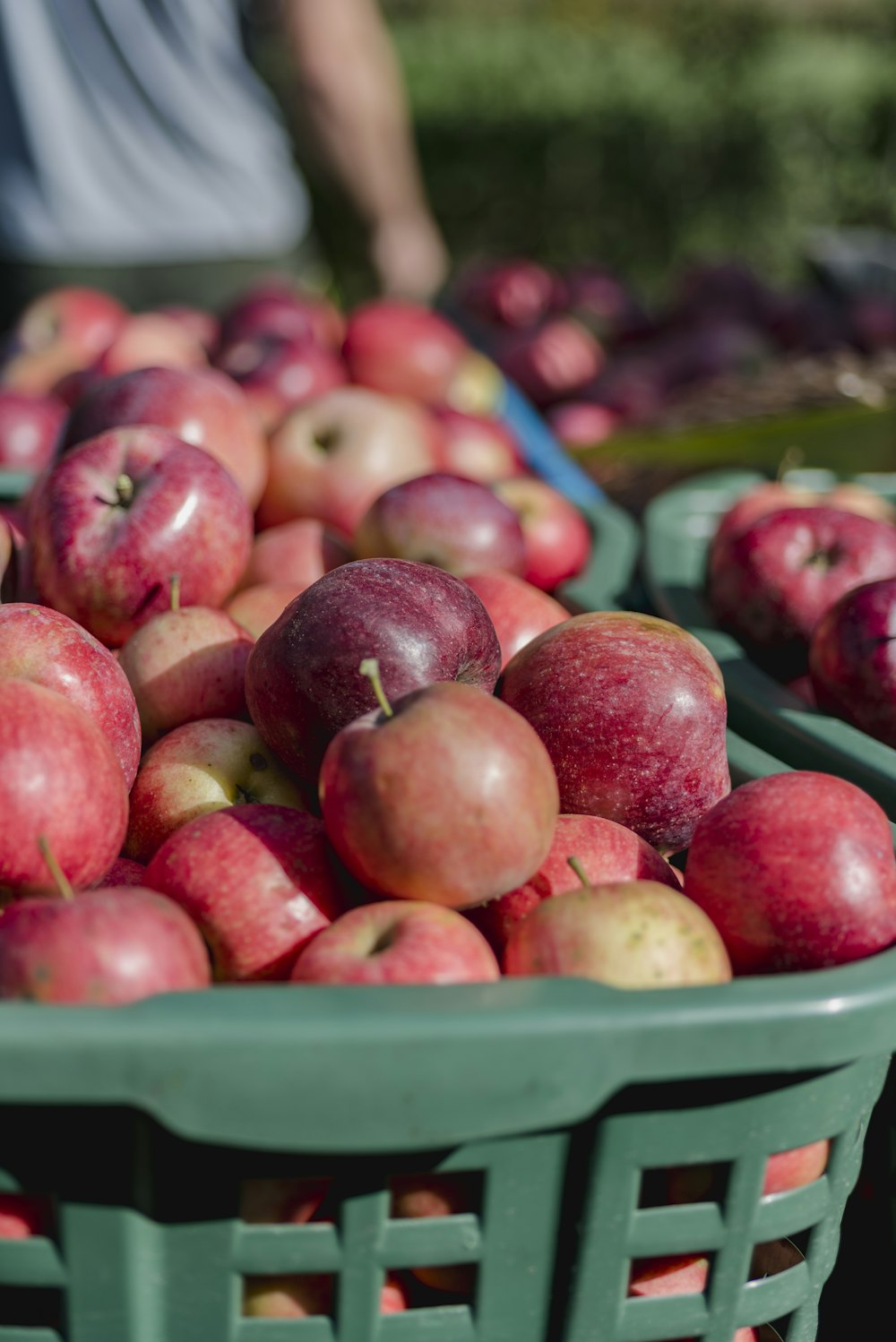 Apple fruits in green plastic basket