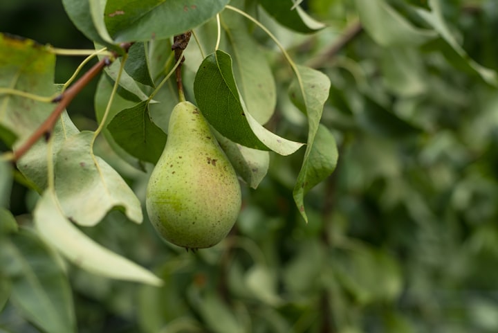 Secrets Under the Pear Tree