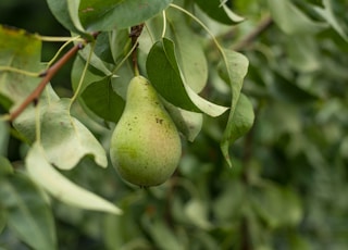 green avocado fruit