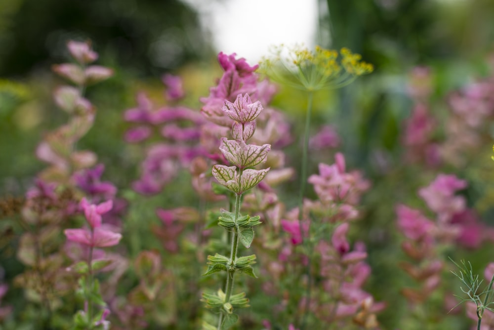 Photographie en gros plan de fleur à pétales roses