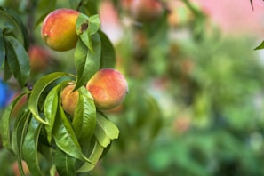 Two ripe peaches with a reddish-yellow hue are hanging from a branch surrounded by lush green leaves. The background is a soft blur of greenery and light, suggesting an outdoor garden or orchard setting.
