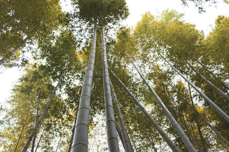 Bamboo Forests: The Fast-Growing Woodlands of Asia
