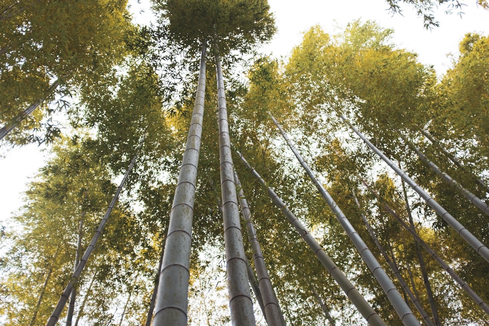 low-angle photography of tree