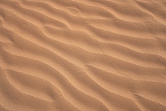 a bird is walking across the sand in the desert
