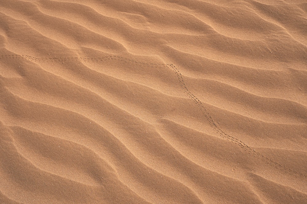 Un pájaro camina por la arena en el desierto