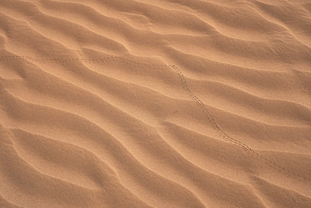 鳥が砂漠の砂を横切って歩いている