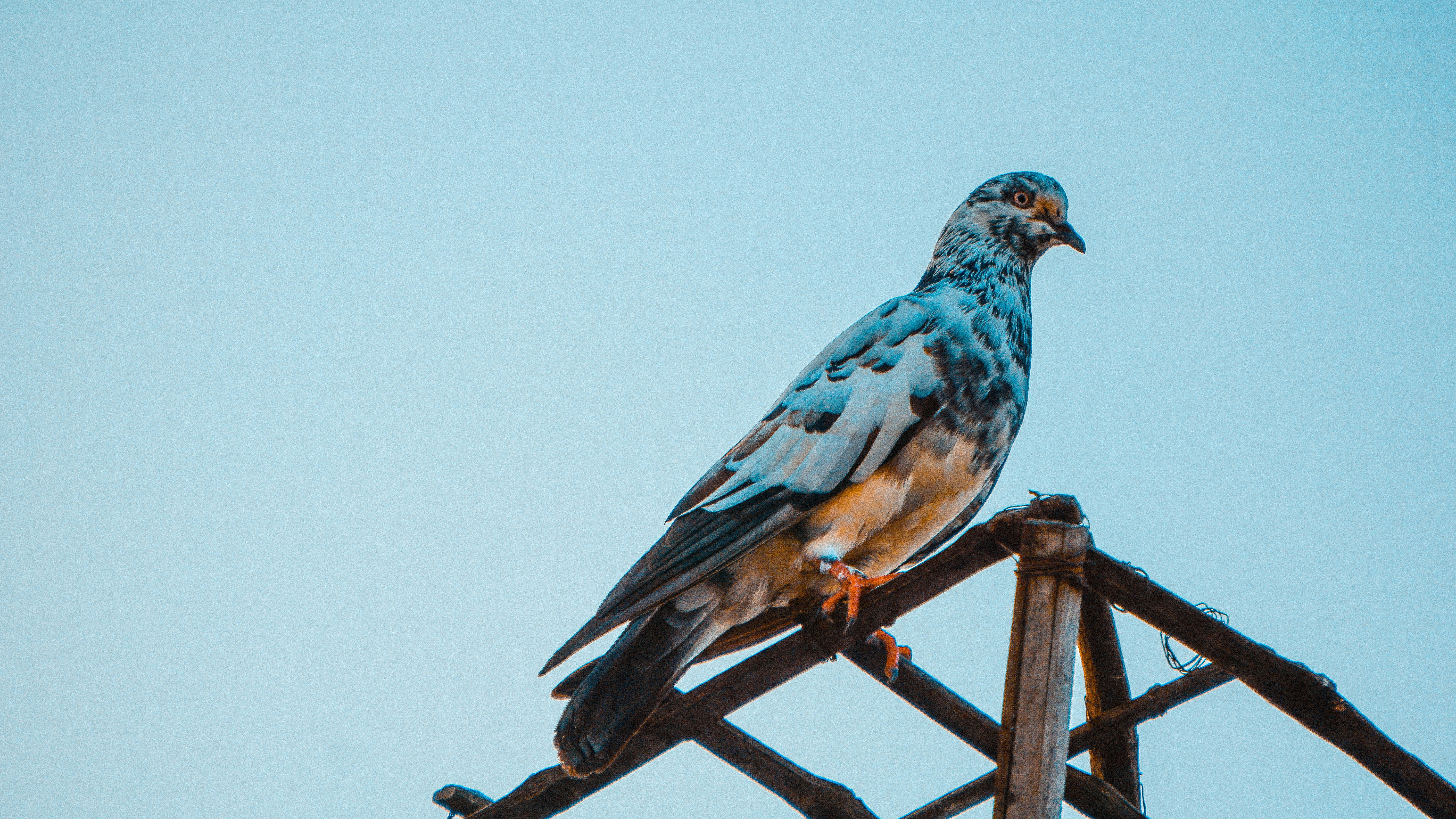 Photo by badhon_ebrahim