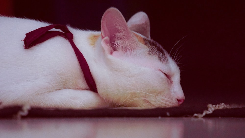 a white and orange cat sleeping on the floor