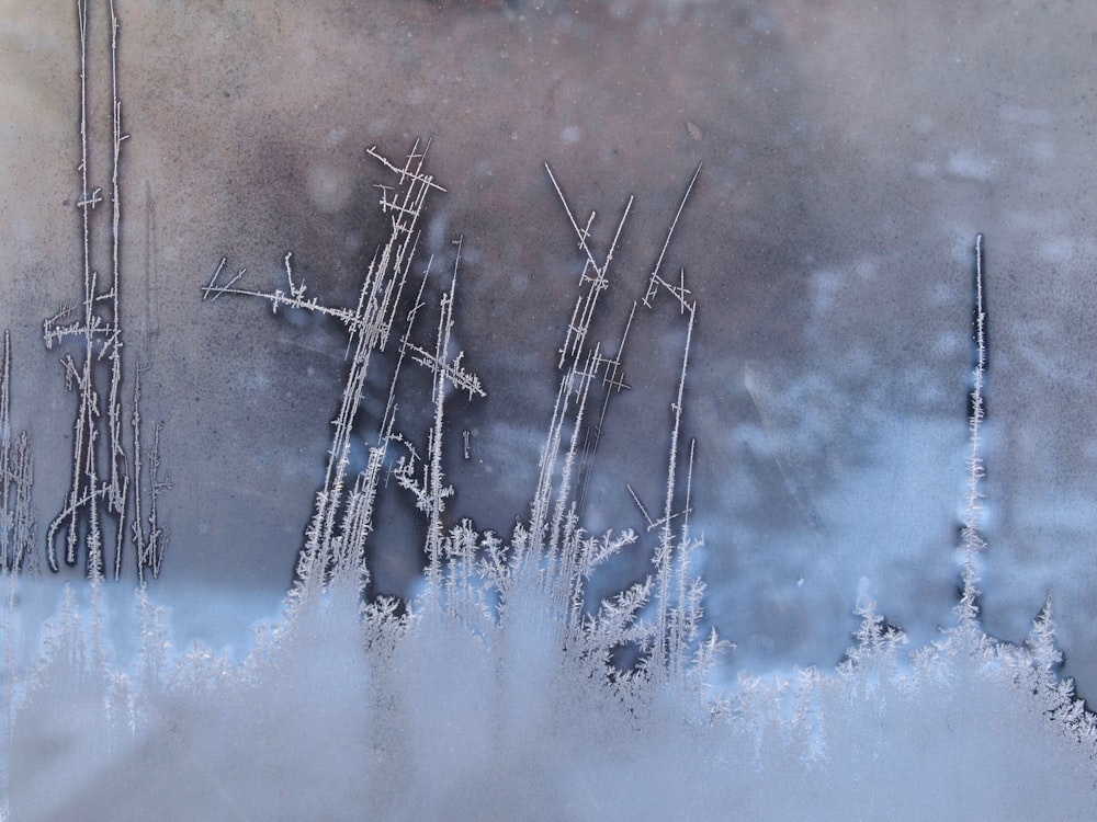 a picture of a bunch of trees in the snow