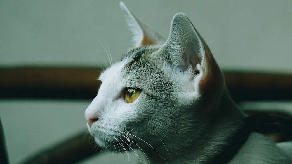 selective focus photography of gray cat