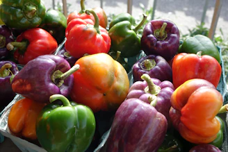 Sunlit crates of ripe bell peppers in red, yellow, and green hues, highlighting seasonal variety.