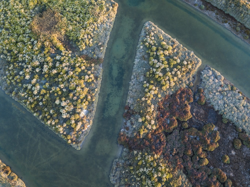 bird's-eye view photography of forest