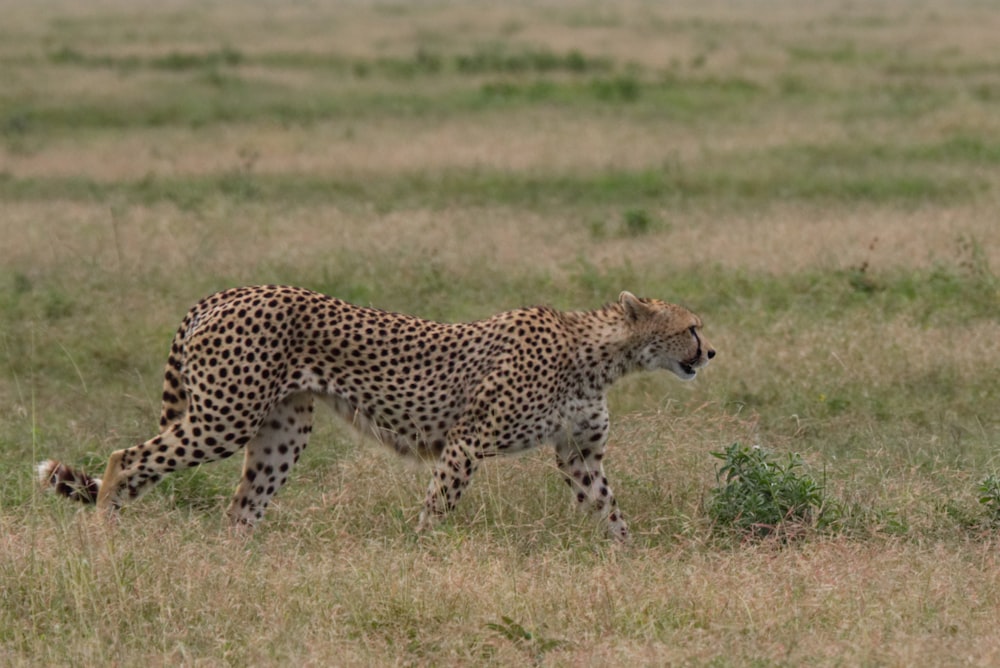 black and brown cheetah