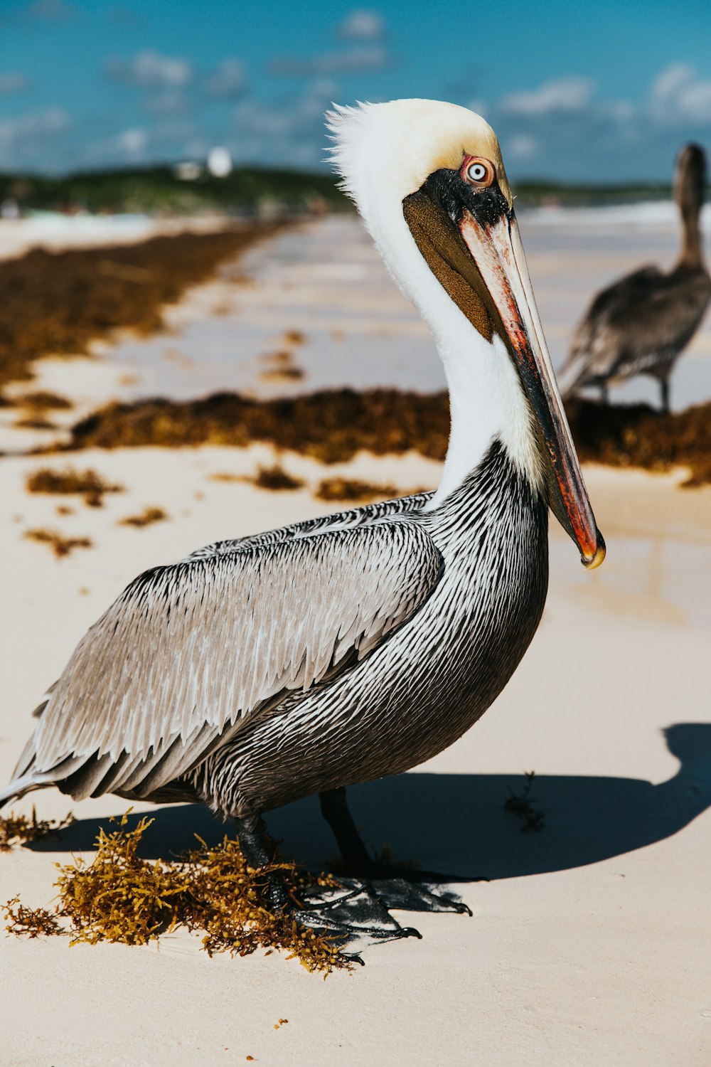fotografia de foco seletivo de pelicano marrom