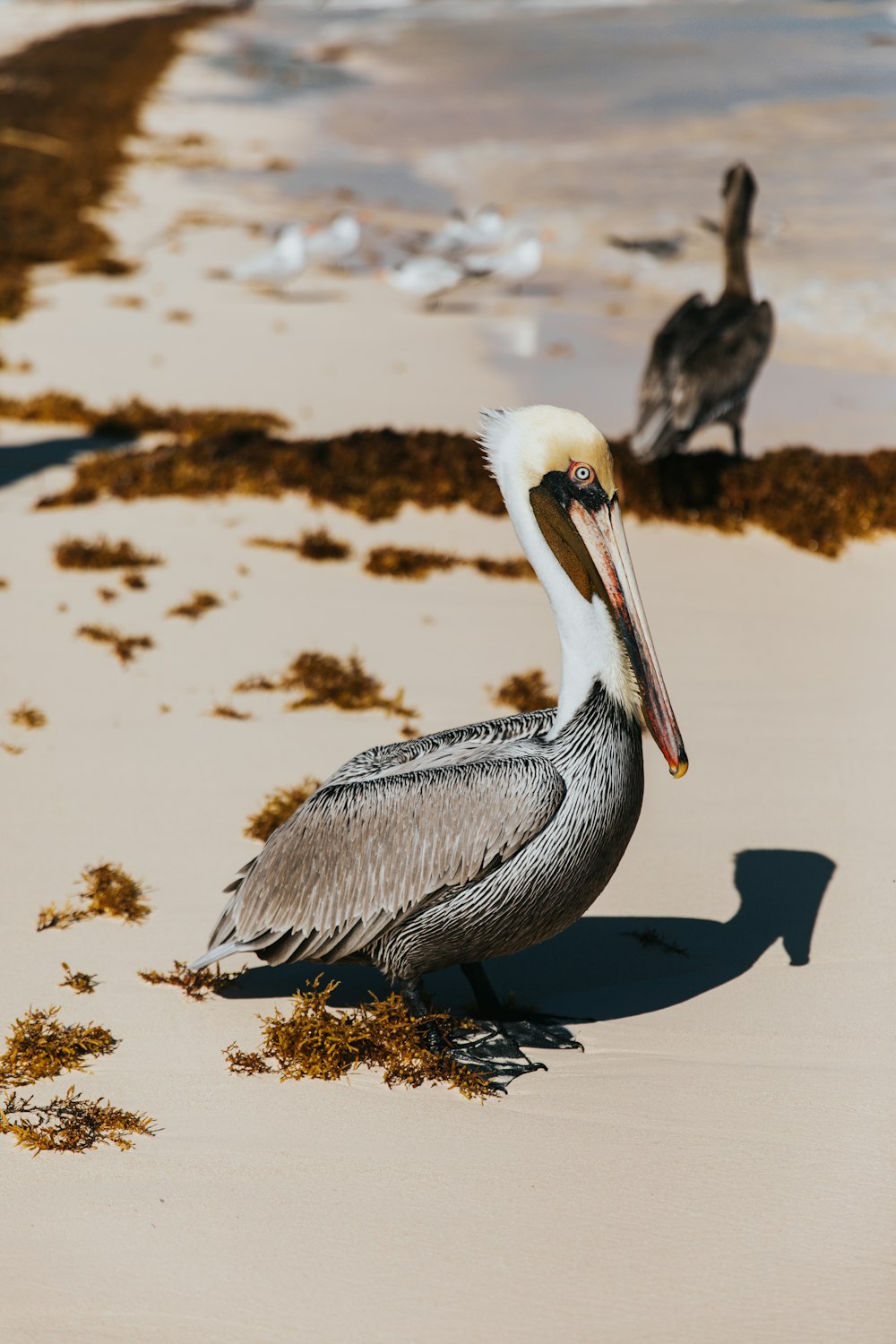 two gray pelican birds at the shore
