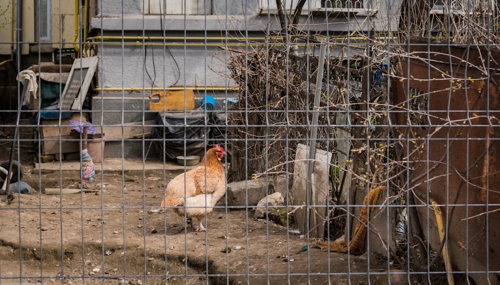 brown hen on focus photography