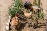 A group of chickens is pecking around in a small garden area. The garden is lined with bricks, and various plants and flowers are growing, including purple and yellow blooms. The ground is mostly bare with patches of dirt visible.