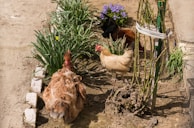 Chickens pecking around near vegetable beds, enriching the soil naturally.