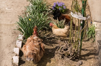 A few lively chickens pecking around the farmyard near blooming plants.