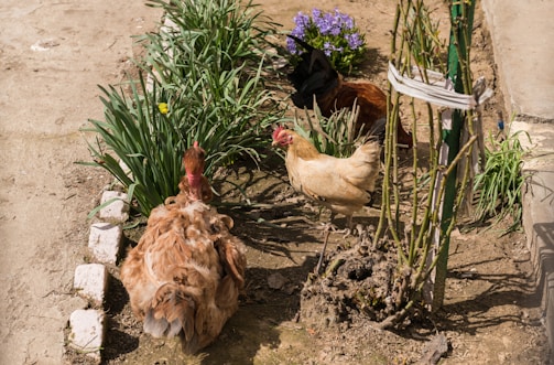 A few lively chickens pecking around the farmyard near blooming plants.