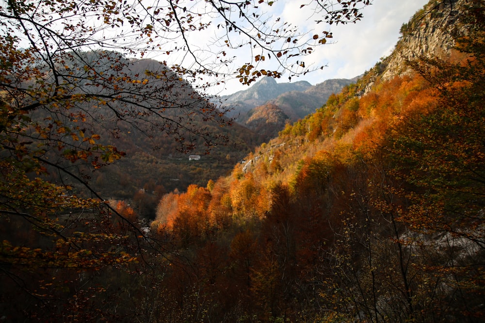 trees on mountain