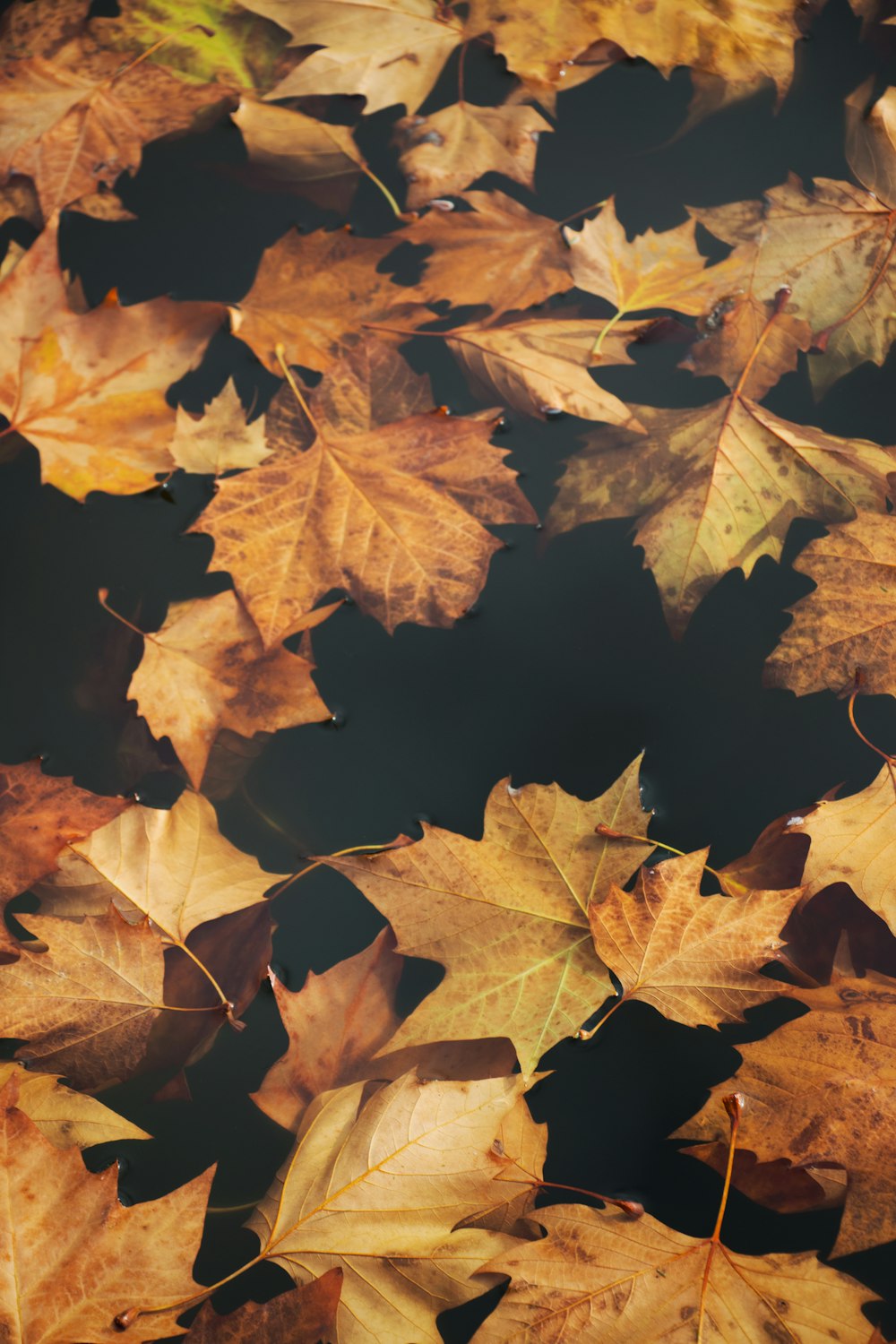 brown maple leaves on focus photography