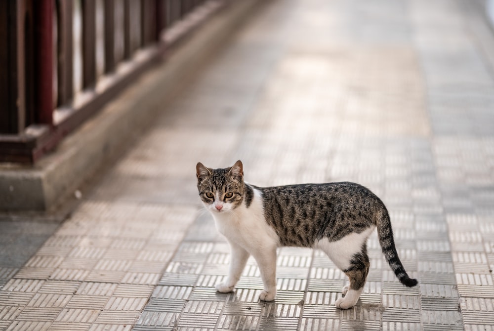 Selektive Fokusfotografie einer grau und weiß getigerten Katze