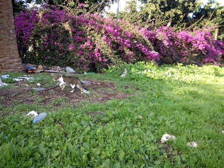 A cat walks on a patch of earth surrounded by green grass, with a vibrant backdrop of purple flowers in full bloom. There are signs of litter, including cardboard and plastic bottles, near a tree trunk on the left. The scene is set in a sunny outdoor environment.