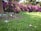 A cat walks on a patch of earth surrounded by green grass, with a vibrant backdrop of purple flowers in full bloom. There are signs of litter, including cardboard and plastic bottles, near a tree trunk on the left. The scene is set in a sunny outdoor environment.