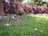 A cat walks on a patch of earth surrounded by green grass, with a vibrant backdrop of purple flowers in full bloom. There are signs of litter, including cardboard and plastic bottles, near a tree trunk on the left. The scene is set in a sunny outdoor environment.