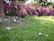 A cat walks on a patch of earth surrounded by green grass, with a vibrant backdrop of purple flowers in full bloom. There are signs of litter, including cardboard and plastic bottles, near a tree trunk on the left. The scene is set in a sunny outdoor environment.