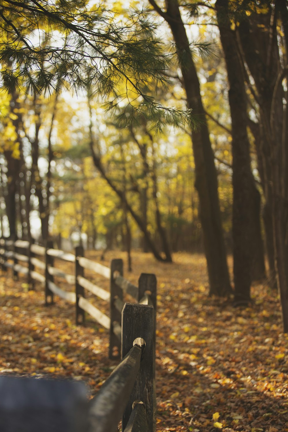 brown wooden fence on forest under blue sky