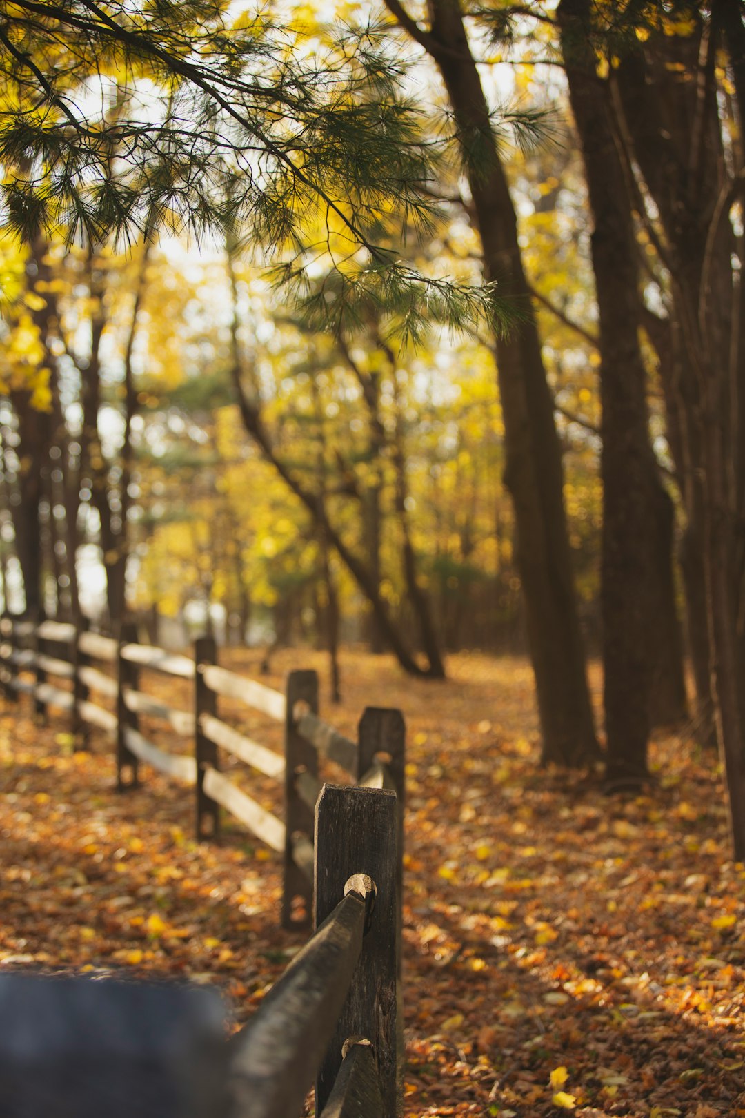 brown wooden fence on forest under blue sky