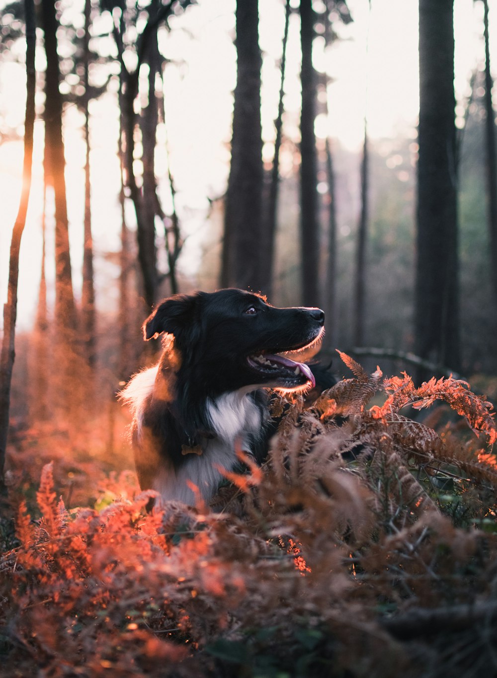 short-coated black dog