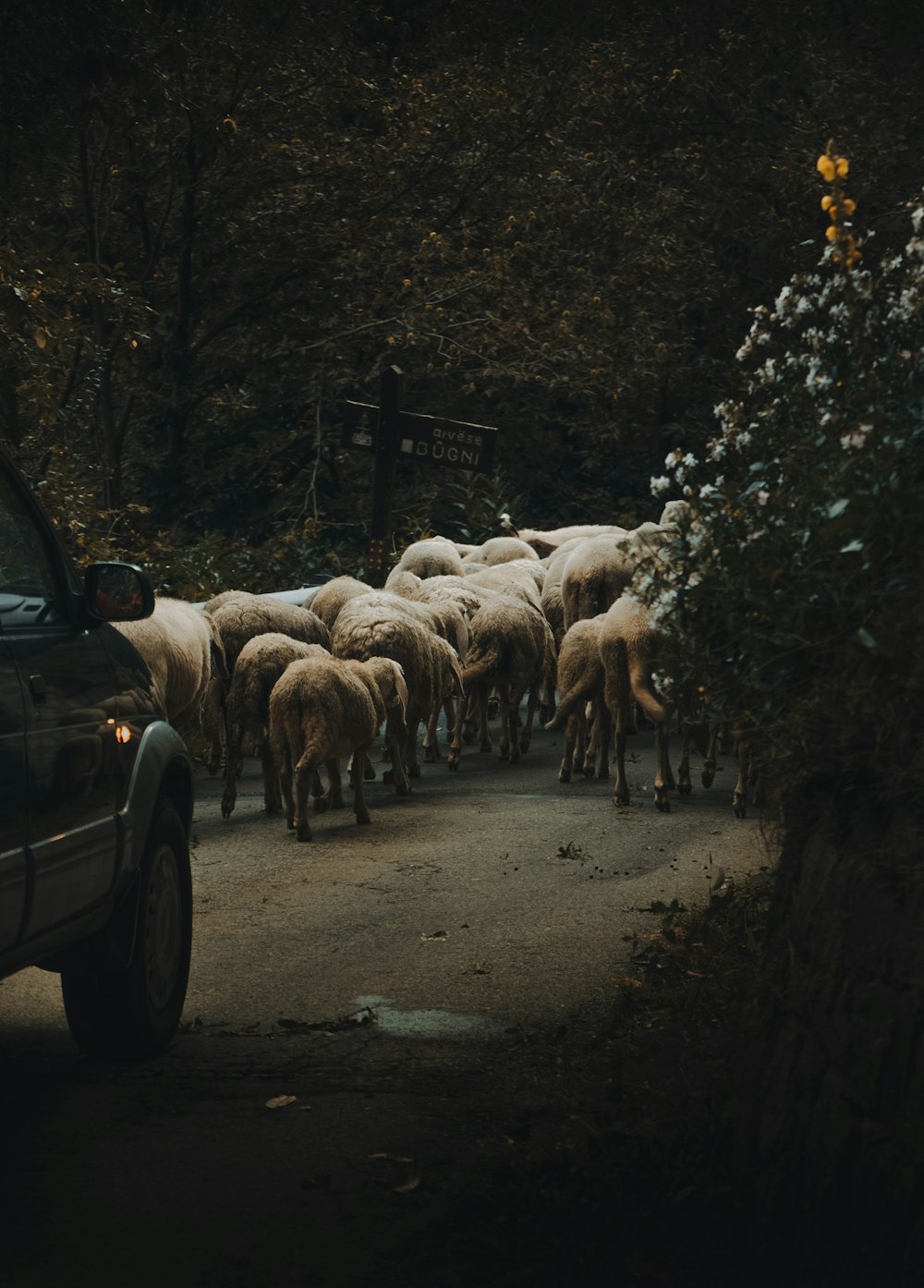 car in front of the heard of animals