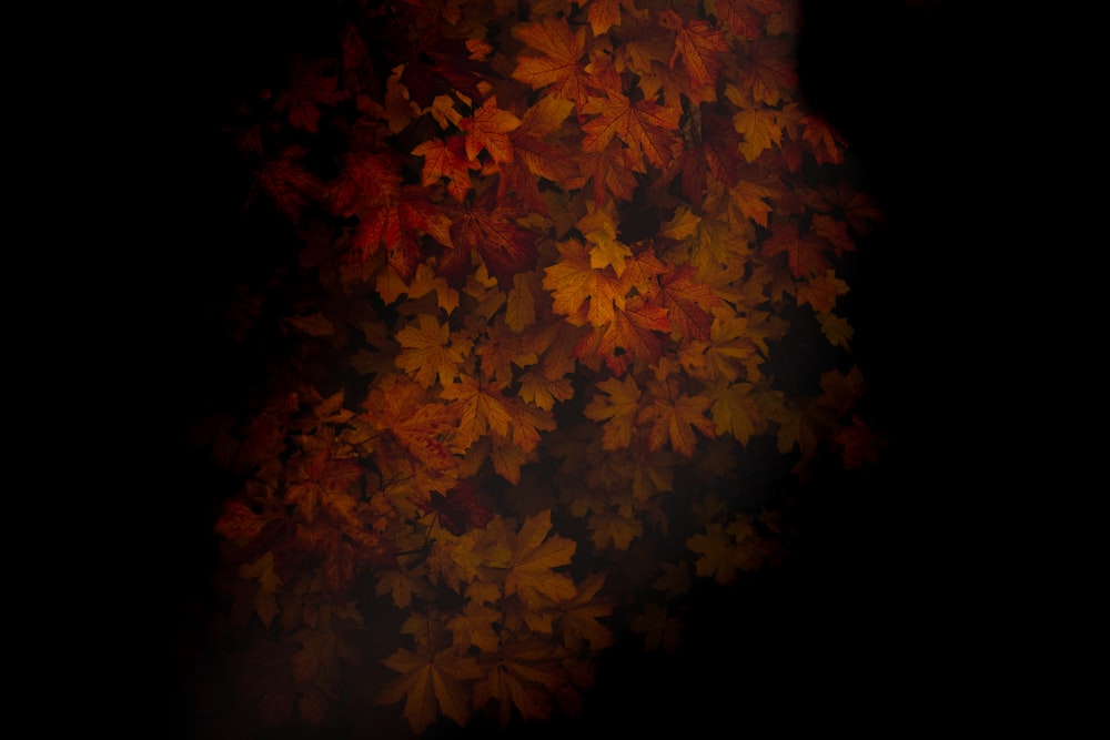 red and brown leaves